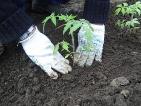 Planting tomatoes in a greenhouse requires competent