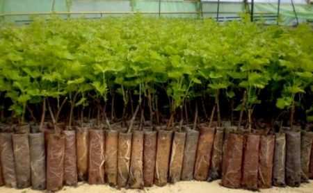 Blackcurrant: reproduction