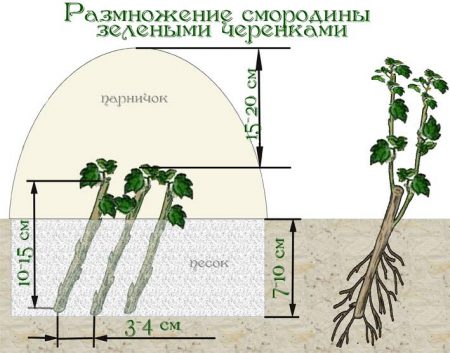 Blackcurrant: propagation by cuttings in the summer