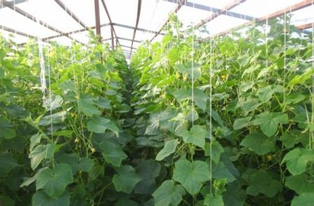 Cucumbers in a polycarbonate greenhouse: planting and care, bush formation