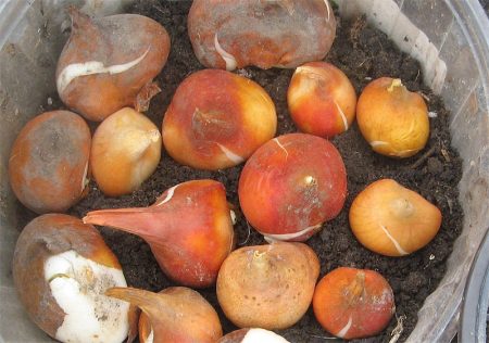 How to store tulip bulbs after flowering