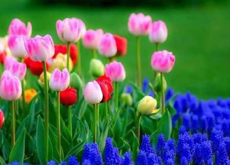 When to plant tulips in autumn