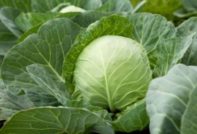 cabbage care