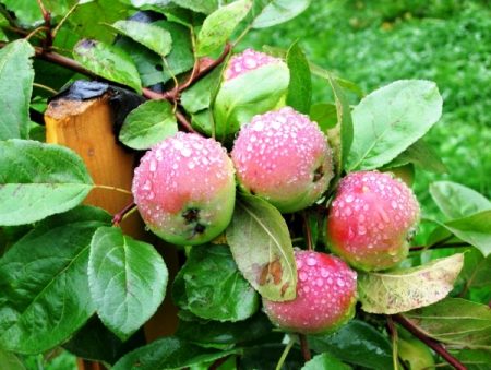 Apple tree Lobo: description, photo, reviews
