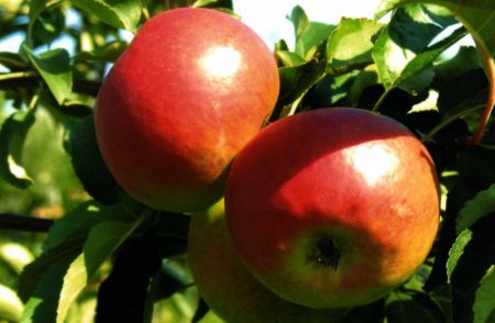 Apple tree Zhigulevskoe: description
