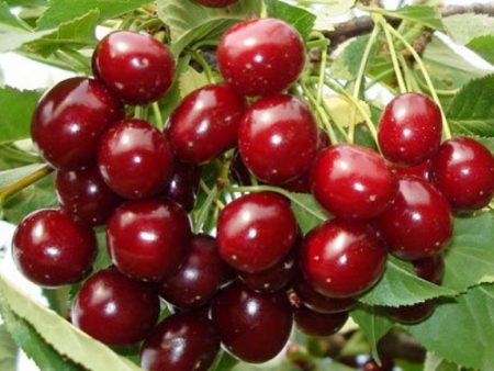 Sweet cherry