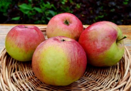 Apple tree Zhigulevskoe: description, photo
