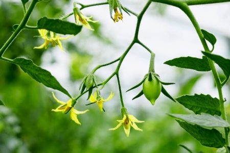 Boric acid for plants, application and proportions