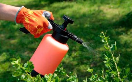 Boric acid for plants, use and how it helps