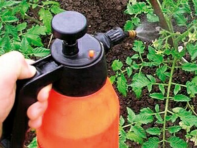 Boric acid for plants, the use of tomatoes