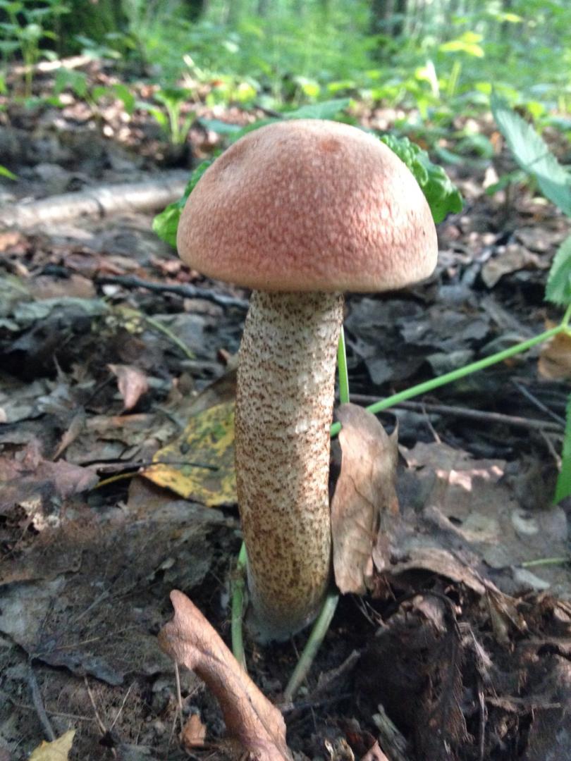 Mushrooms in the suburbs 2016- forum