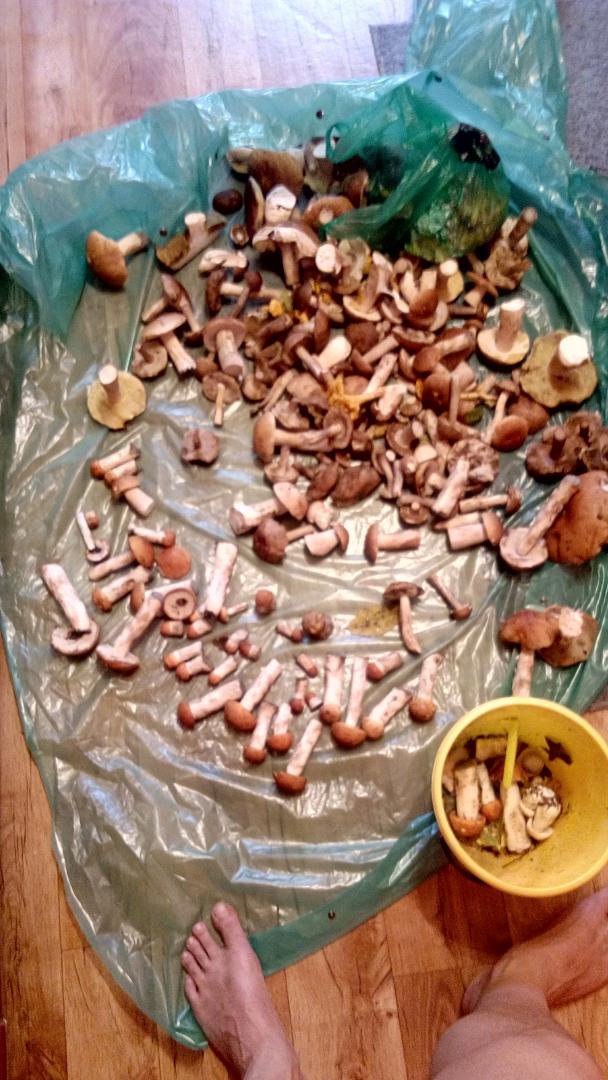 Mushrooms in the suburbs of 2016