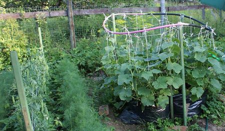 Cucumbers in bags