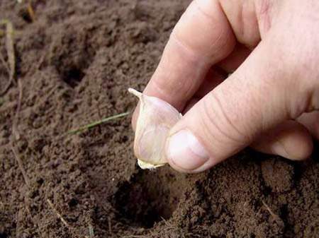 When to plant garlic in the winter in 2016