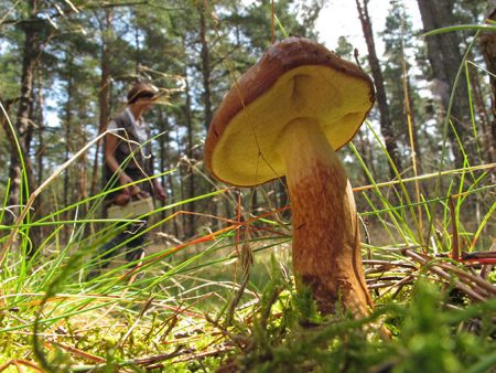 mushrooms in the suburbs for cars