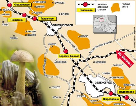 Where to go for mushrooms in the Moscow region by car