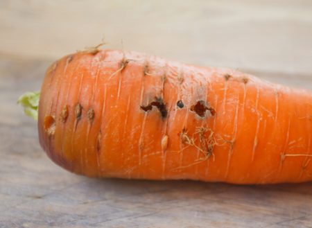 Root crops damaged by larvae of a carrot fly.