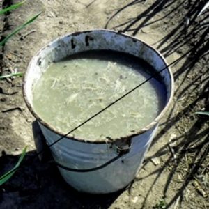 Prepelice prepelice, kao gnojivo - kako primijeniti