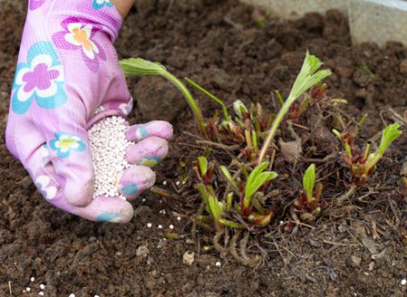 Care for strawberries after fruiting.