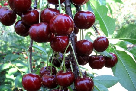 Sweet cherry 