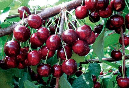 Sweet cherry