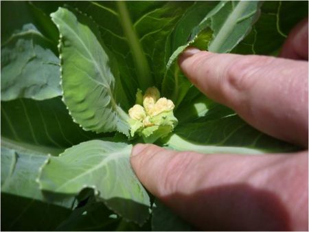 Cauliflower - outdoor cultivation