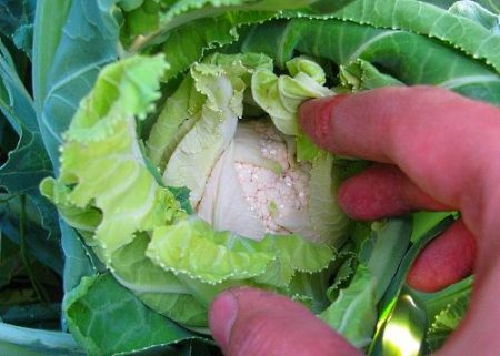 Cauliflower - growing and care