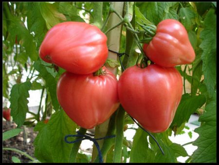 Tomato seeds: the most productive varieties for 2017