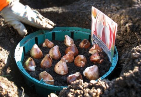 When to plant tulips in the fall in the suburbs