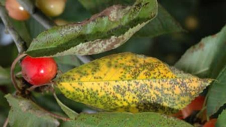 coccomycosis cherries, cherry diseases description with photos