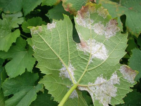 mildew diseases of the city description of the photo