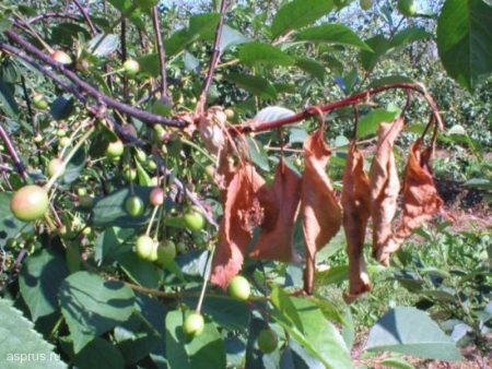 moniliosis cherry disease opisanie with photos treatment methods