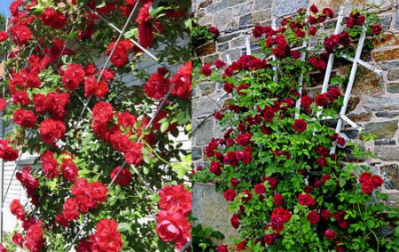 DIY rose support