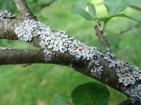 soot fungus cherry disease description