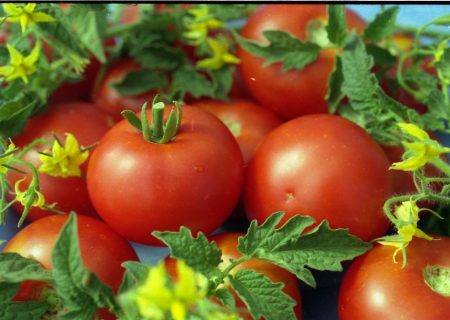 tomato white filling photo
