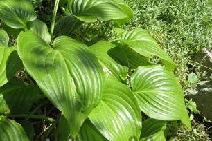 what to plant in the shade of the site