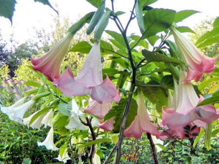 Datura flower photo and description