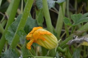 The secrets of growing zucchini