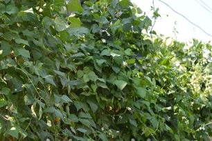 Features of growing and caring for beans in open ground