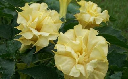 Datura flower description
