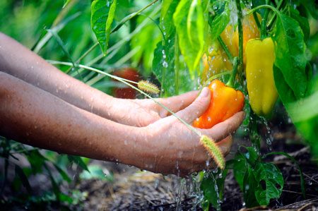 What to plant after carrots for the next