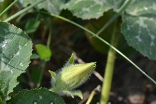 Pumpkin cultivation