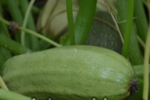 Features of growing zucchini