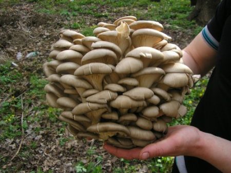 Growing oyster mushrooms at home
