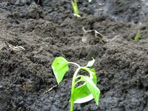 Carefully make a hole in the center of each hole, and place the roots of the pepper bush in each such hole.