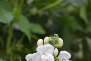 Outdoor Bean Care
