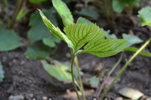 Strawberry planting