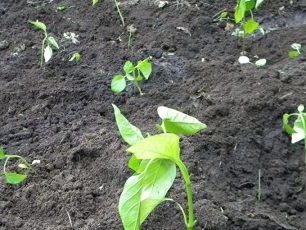 Check if peppers are firmly fixed in all holes