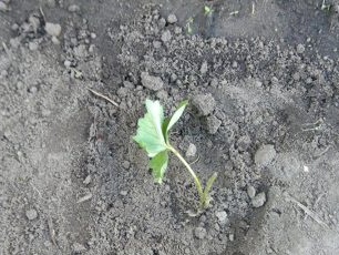 Sprinkle strawberry bush ground