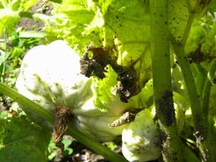 Methods of dealing with Mosaic in vegetable plants